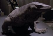 Komodo dragon
