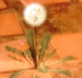 Dandylion.jpg