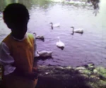 Song7-ducks