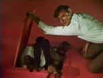 Song8-puppies