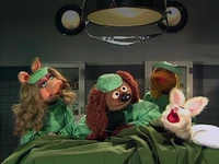 TMS.422.VetsHospital
