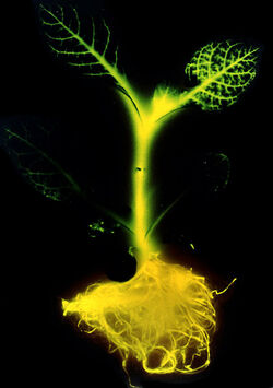 Glowing tobacco plant