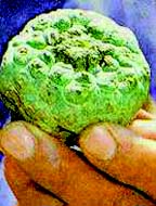 Peyote
