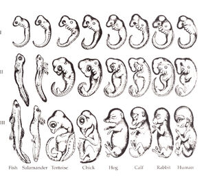 Haeckel drawings