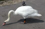 Mute.swan.slimb.750pix