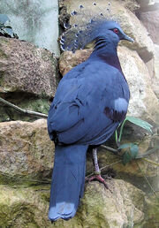 Bristol.zoo.victoria.crowned.pigeon.arp