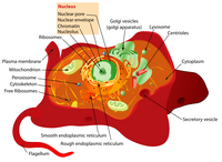 Animal cell structure