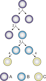 Stem cells2