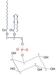 Phosphatidylinositol