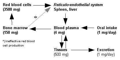 Iron metabolism