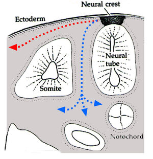 Neuralcrestroute