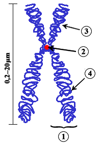 Chromosome-upright