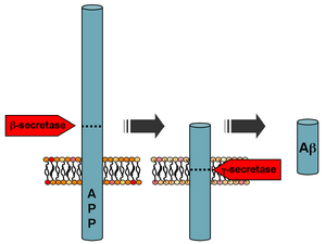 APP processing