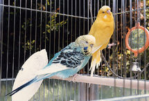 Budgie.two.750pix