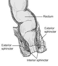 Anorectum