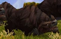 Clefthoofcalf.jpg