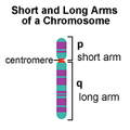 Chromarms.gif