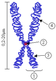 Chromosome.png