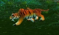 ZulianCub.jpg