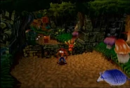 Turtle woods