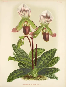Paphiopedium callosum.jpg