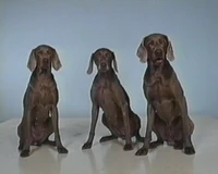 3dogs