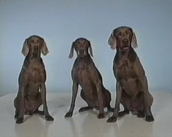 3dogs