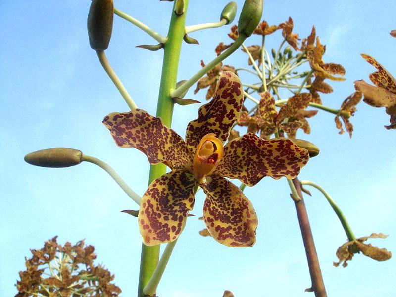 Grammatophyllum Genus