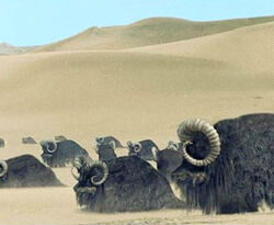 Bantha Dune Sea