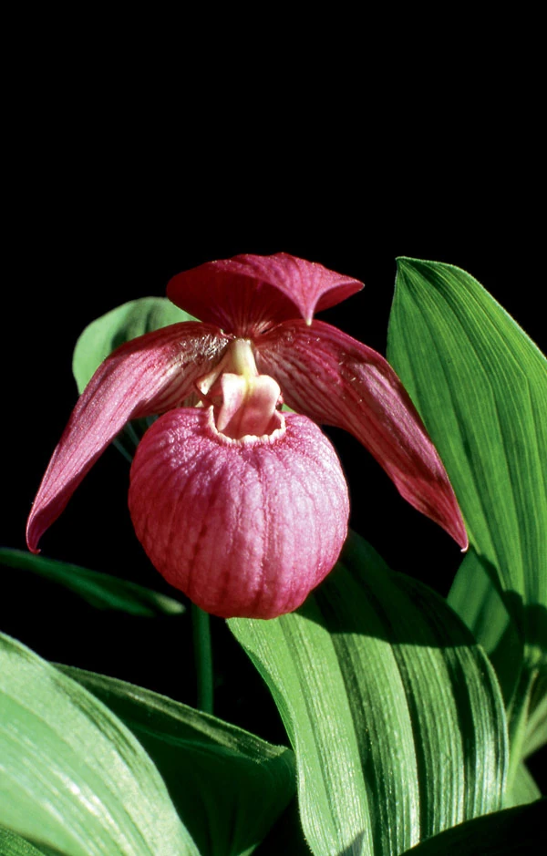 Cypripedium macranthos Orchids Wiki