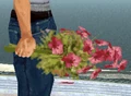 FloresSA.gif