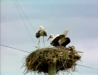 3006.Cranes.jpg
