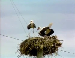 3006.Cranes