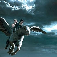Buckbeakflying