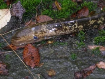 Sea lamprey1