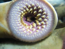 Boca de lamprea.1 - Aquarium Finisterrae