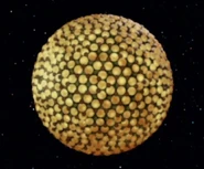 Fesarius