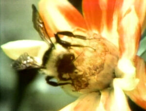 BeeFilm