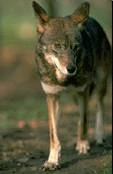 Canisrufus
