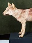 Canishodophilax