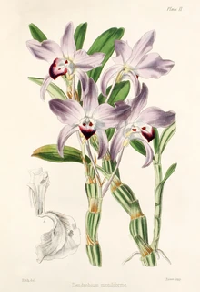 Dendrobium moniliforme plate.jpg