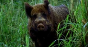 1X16 Boar.jpg