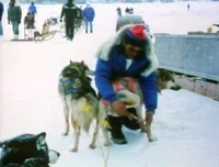 AlaskaDogs.jpg