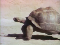 Turtlefilm.jpg