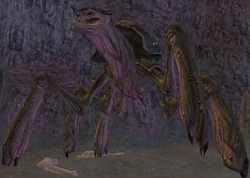 Ageaughu.png