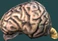Brain.png