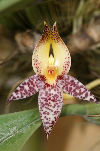 Bulbophyllum Macranthum