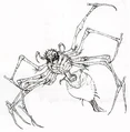 Purella egas.jpg