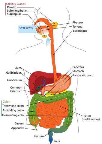 digestive system diagram quiz. digestive system diagram and