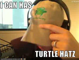 Mollyturtle.jpg